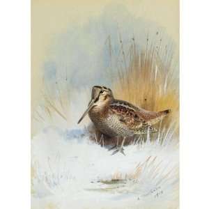    Archibald Thorburn   32 x 32 inches   A Woodcock 1