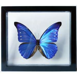  Blue Morpho Butterfy Rhetenor Cacica Mounted in a Black 