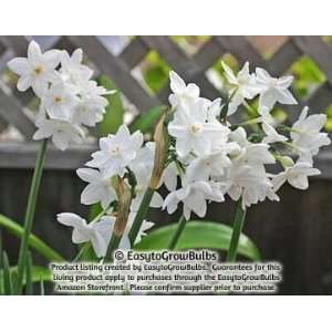  Narcissus (Daffodils) Ziva Paperwhitess   Garden Bulbs (50 