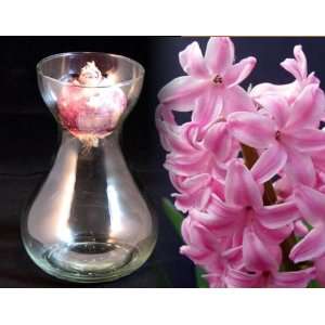  Clear Hyacinth Vase + Pink Hyacinth Bulb Patio, Lawn 