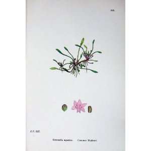  Botany Plants C1902 Common Mudwort Limosella Colour
