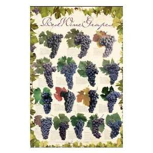  Red Wine Grapes Poster Print