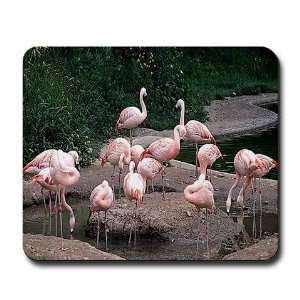  Flamingo Wildlife Mousepad by 