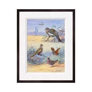 Dove Species Framed Giclee Print 