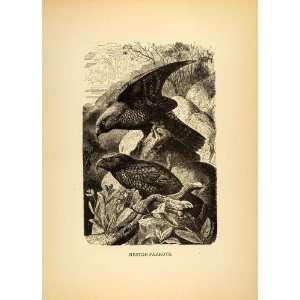 1885 Lithograph Nestor Parrots Wild Birds Habitat Kea Fauna 