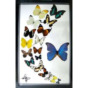  Blue Morpho Butterfly and More Real Framed Butterflies in 
