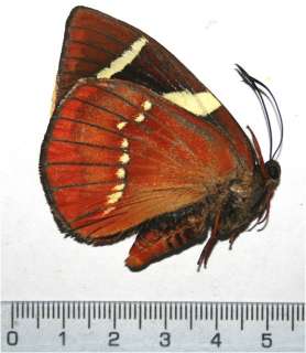 Castniidae, Castnia evaltioides * RARE * unm Moth Peru 1020  