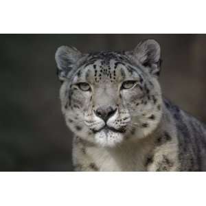  Snow Leopard Taxidermy Photo Reference CD Sports 