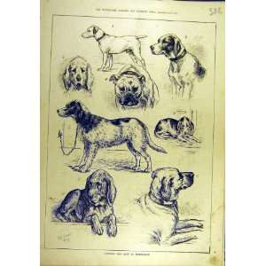  1879 National Dog Show Birmingham Dadd Hound Terrier