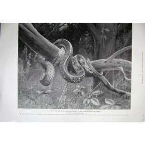  1899 Zoological Gardens South American Corn Snake