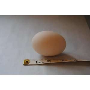 Blown 2.5 3duck Egg Shells   1 Dozen Arts, Crafts 