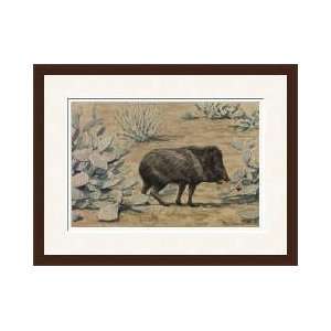  Collared Peccary Also Known As A Muskhog Eating Framed 