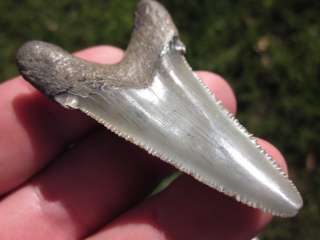ANGUSTIDENS SHARK Tooth Megalodon Teeth SCUBA SC  