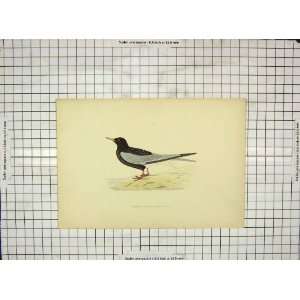 1903 Hand Coloured Print Bird White Winged Black Tern  