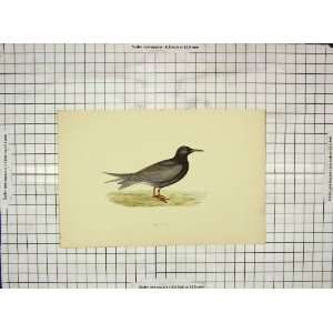  Morris 1903 Hand Coloured Print Birds Black Tern