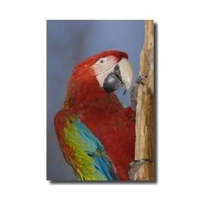  Red And Green Macaw Giclee Print
