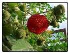 12 Amaryllis Seeds Raspberry x Pencilled Peppi, Rare Exotic 