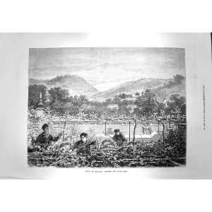  1873 Portugal Trimming Grape Vines Wine Industry