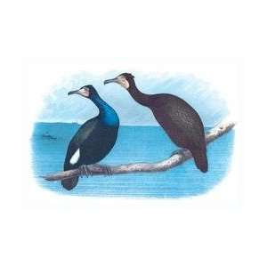 Violet Green Cormorant and Florida Cormorant 24x36 Giclee  