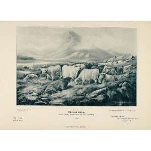  1897 Print Highland Cattle Hairy Coo Scottish Highlands 