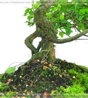 Podocarpus Bonsai Tree w/ Pot Indoors Outdoors Great   