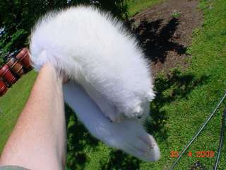 Arctic fox pelt gorgeous white winter heavy fur tanned hide skin with 