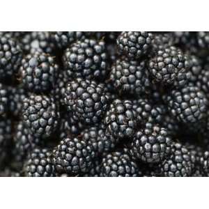  Background of Macro of Blackberry in Summer   Peel and 