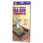 size glue traps trays 2 pack in shelf display case