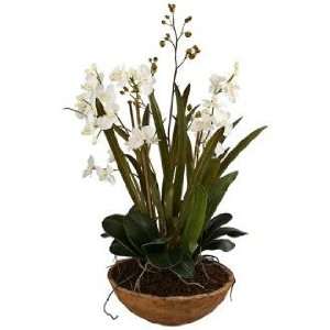  Moth Orchid Planter Floral Arrangement