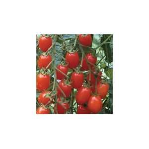  Davids Red Hybrid Grape Tomato Red Grape 15 Seeds per 