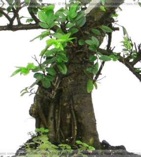 thank you for your appreciation in the art of bonsai