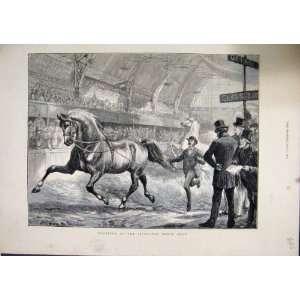  1872 Horse Trotting Islington Show Judging Indoor Hall 