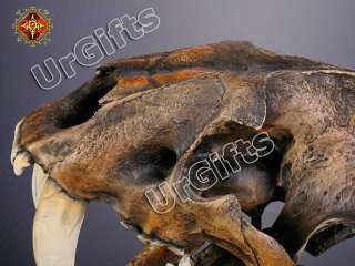 Replica Smilodon Saber Tooth Sabertooth Tiger 11 Skull  