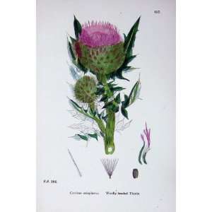  Botany Plants C1902 Wooly Headed Thistle Carduus Colour 