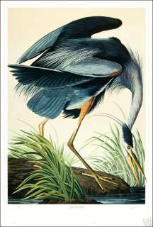 Ltd. Ed. Loates Audubon GREAT BLUE HERON Bird Print  