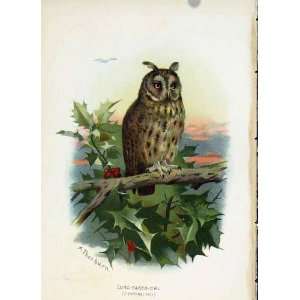   Thorburn C1883 Familiar Birds Long Eared Owl Color Art
