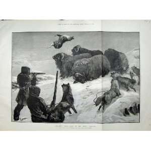  1881 Shooting Musk Oxen Arctic Regions Dogs Snow Art