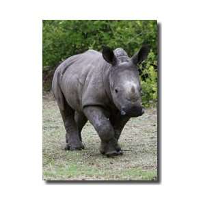  Rhino Iv Giclee Print