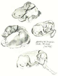 Vizsla Sketch   Vintage Dog Print   Poortvliet  