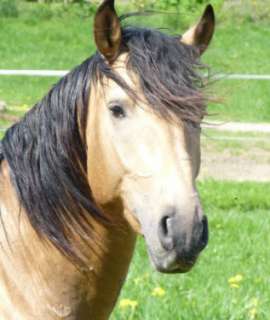 Wunderschöner Lusitano in seltener Farbe in Nordrhein Westfalen 