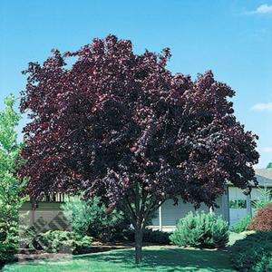 Tree Town USA Flowering Plum, Krauter Vesuvius PRUCE03BR0024FT at The 