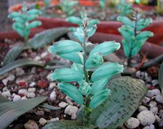 turquoise is an extremely rare color in the plant world seen in only a 