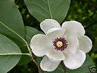magnolia tree seeds  