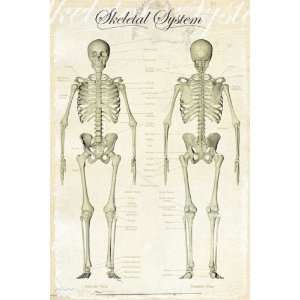 Empire 499301 Educational   Skeletal System Menschlicher Körper 