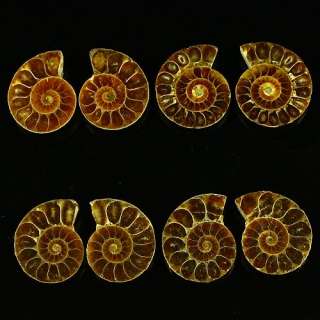K94205 Four Pair Ammonite fossil cabochon  
