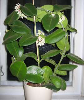 Hoya Calycina Epiphyllum Jungle Growing Succulent Extremely Rare 