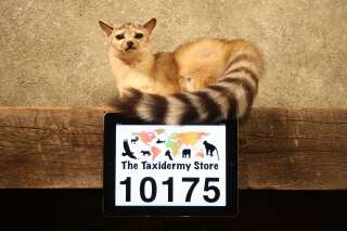   American Ring Tailed Cat Taxidermy Mount RingtailFox  
