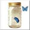 fliegender Schmetterling im Glas   blauer Morpho Falter   Butterfly 