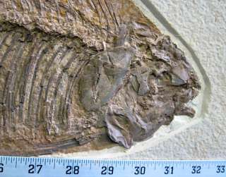 rm69   Fossil Fish Plate   Stingray + 2 Phareodus   Museum Quality 