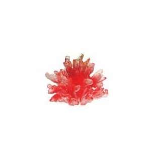  Illuminated Jewel Coral, Medium (Ethical)